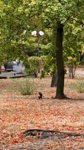 🍂 Осень в Донецке, белочки бегают и собирают припасы