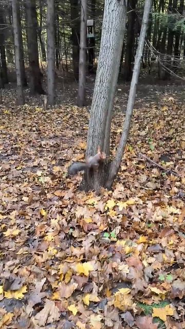 Две белки