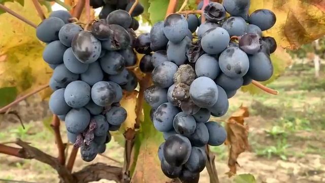 Несобранный урожай винограда: Системный анализ долгосрочных агрорисков