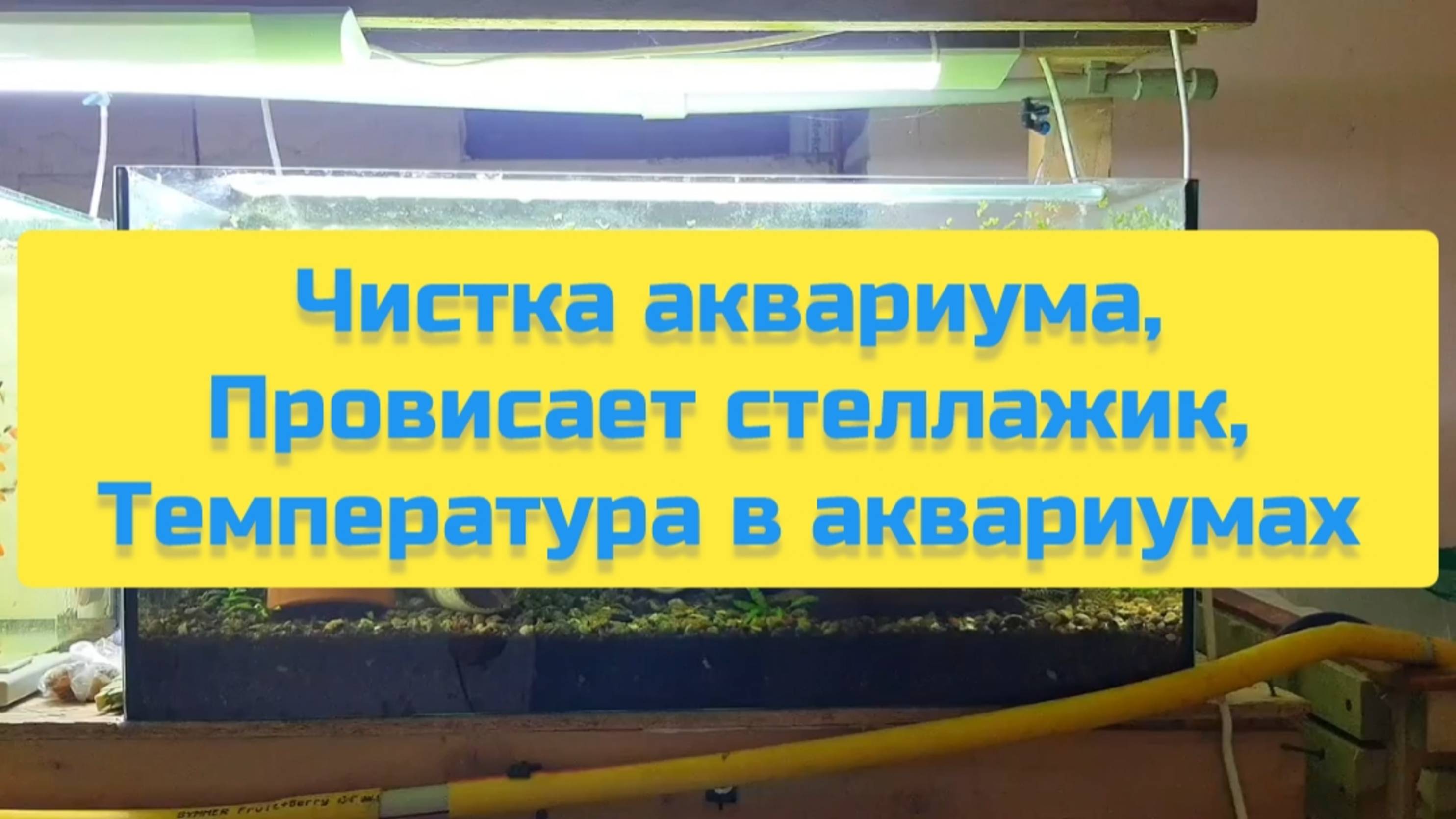 ЧИСТКА АКВАРИУМА, ПРОВИСАЕТ СТЕЛЛАЖИК, ТЕМПЕРАТУРА В АКВАРИУМАХ