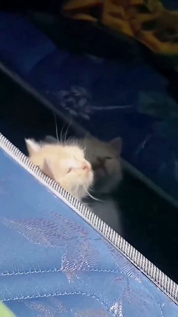 Смешные животные