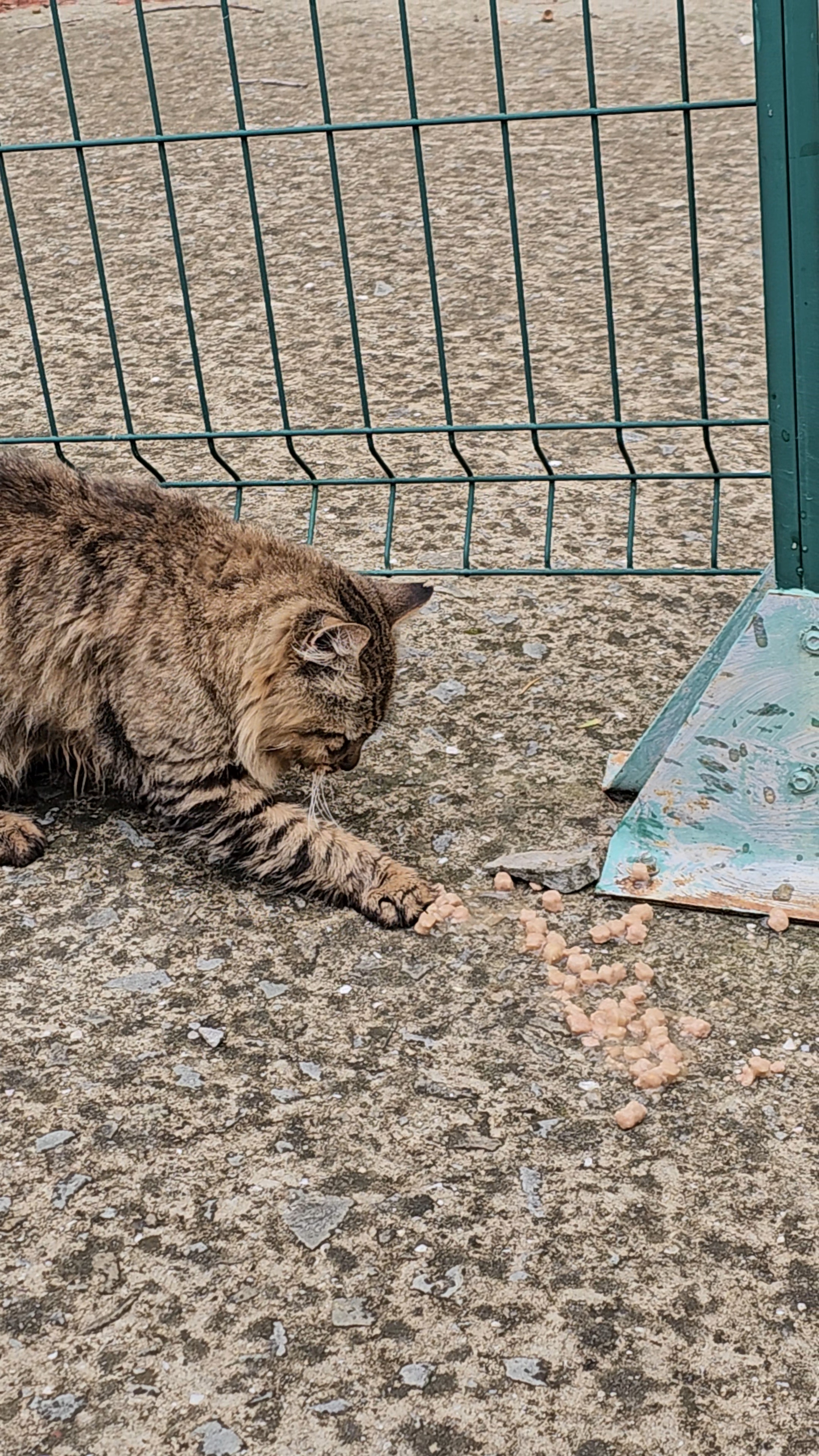 Крымские котики