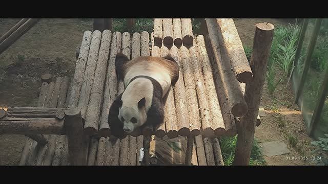 Далянь 5 зоопарк