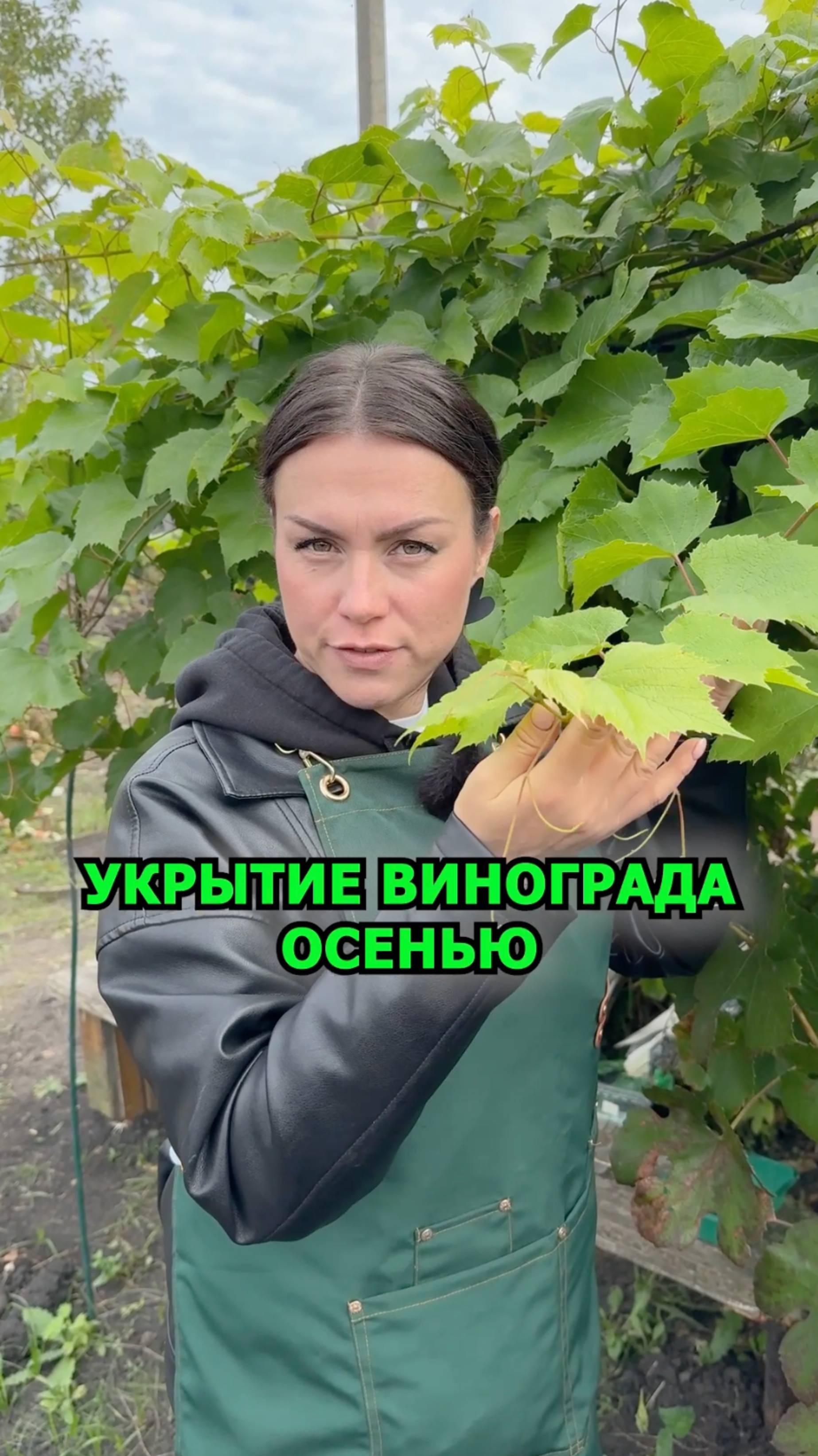 Как правильно укрывать виноград осенью