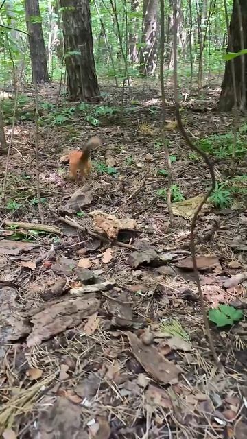 Белочка принесли сытный завтрак 😋🐿️🥰😍❤️