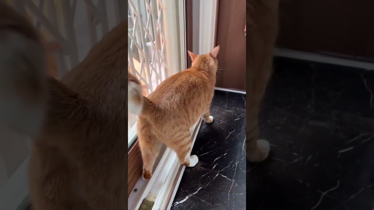 Funny Pets !!!  #funny #pets #cat #dog #shorts