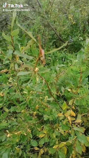 4a5a95b4-9df1-46f6-8397-ff8b448b660f-watermark.mp4 Елена Дружиненко Воркута