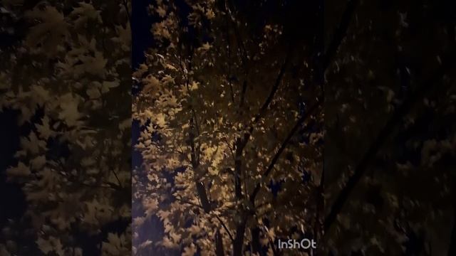 Октябрьский вечер, прекрасная золотая осень и прекрасная песня
