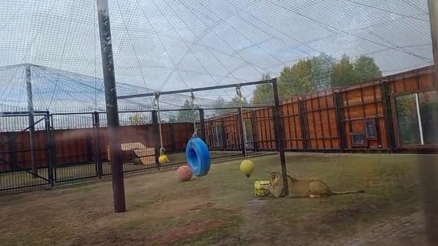NJYJ5438 Шархан Курица Коробка Видео от Ивана 11.10.2025