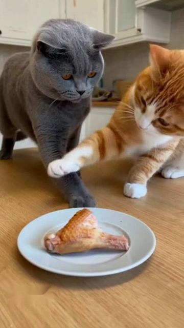 Котобум