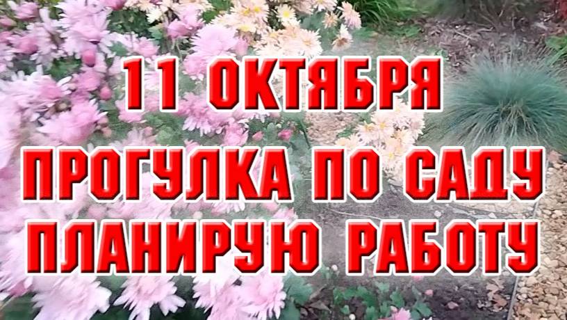 11 октября. Прогулка по саду. Планирую работу.