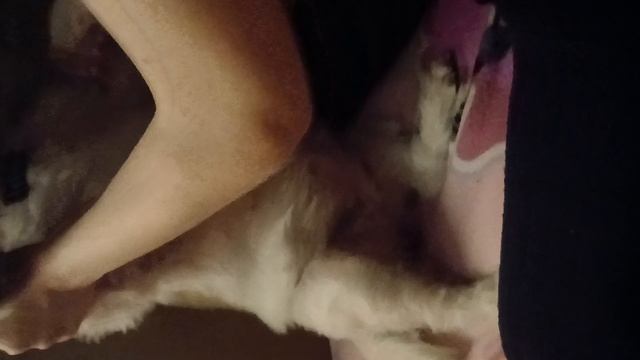 Кошка тв