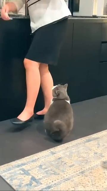 Юмор с мехом