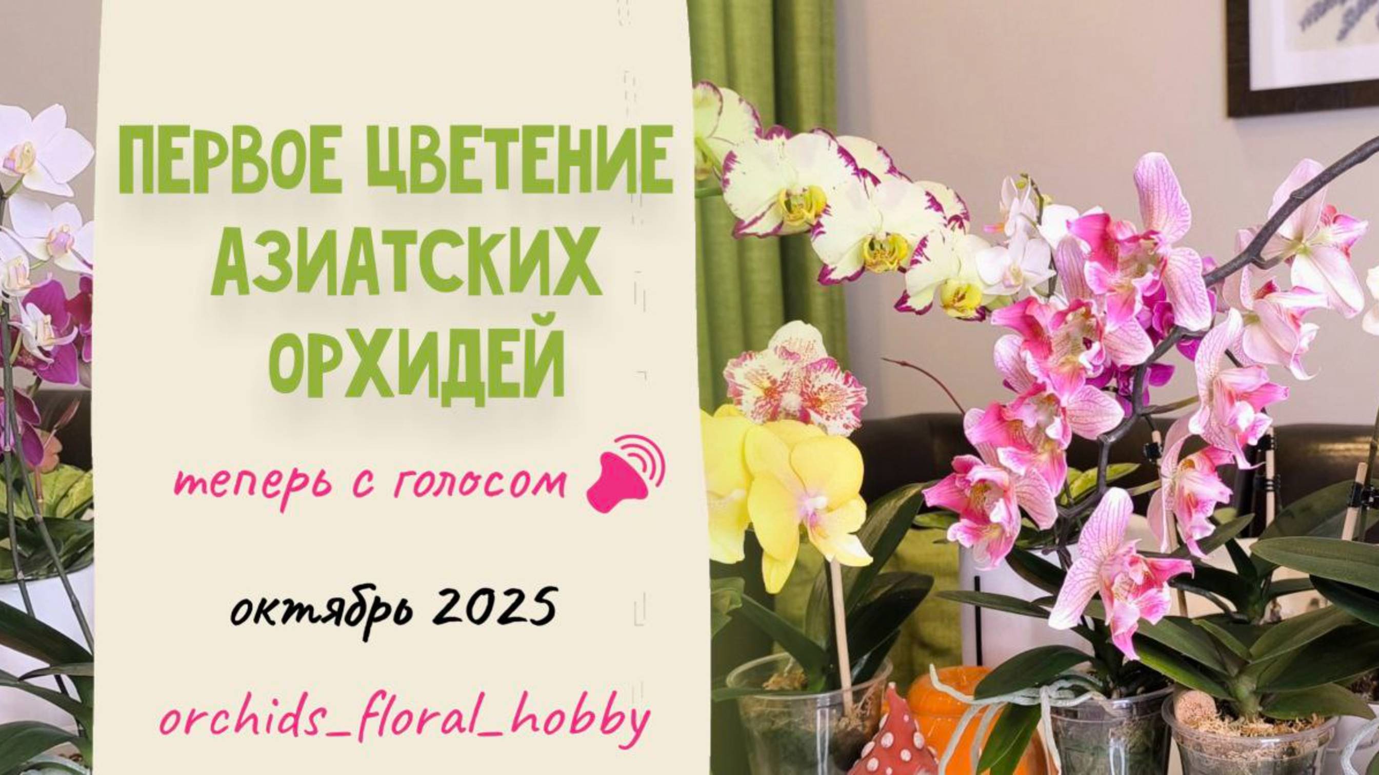 Первое цветение азиатских орхидей у меня дома в октябре 2025 🥰🌸🌺😍