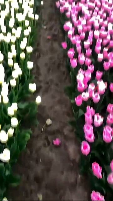 Постоянно мысли о ней 🌺