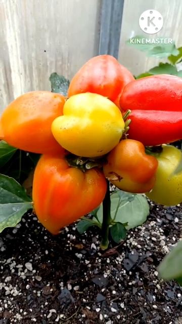Томаты и перцы 2025 🍅🫑 #томаты #перцы #урожай2025 #сад #огород #растения #дача