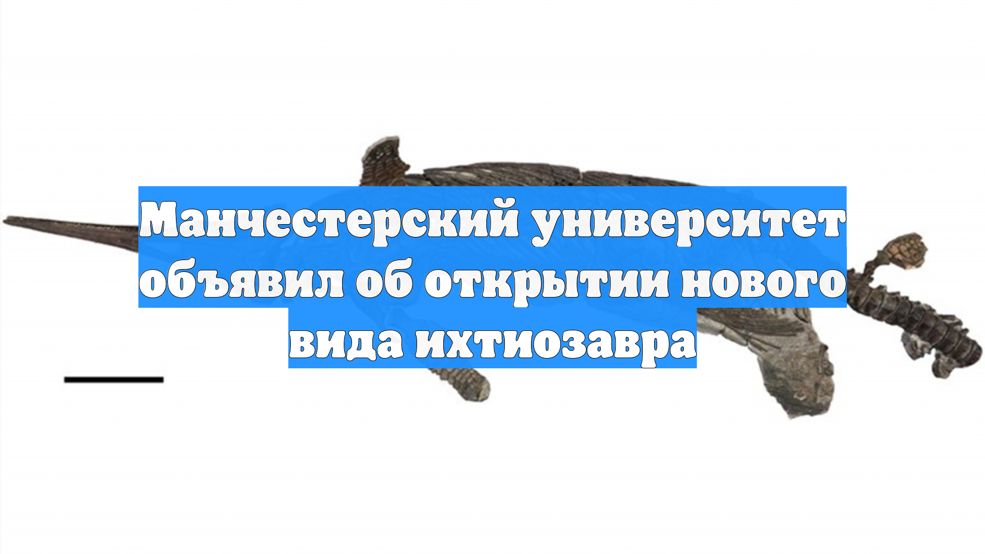 Манчестерский университет объявил об открытии нового вида ихтиозавра
