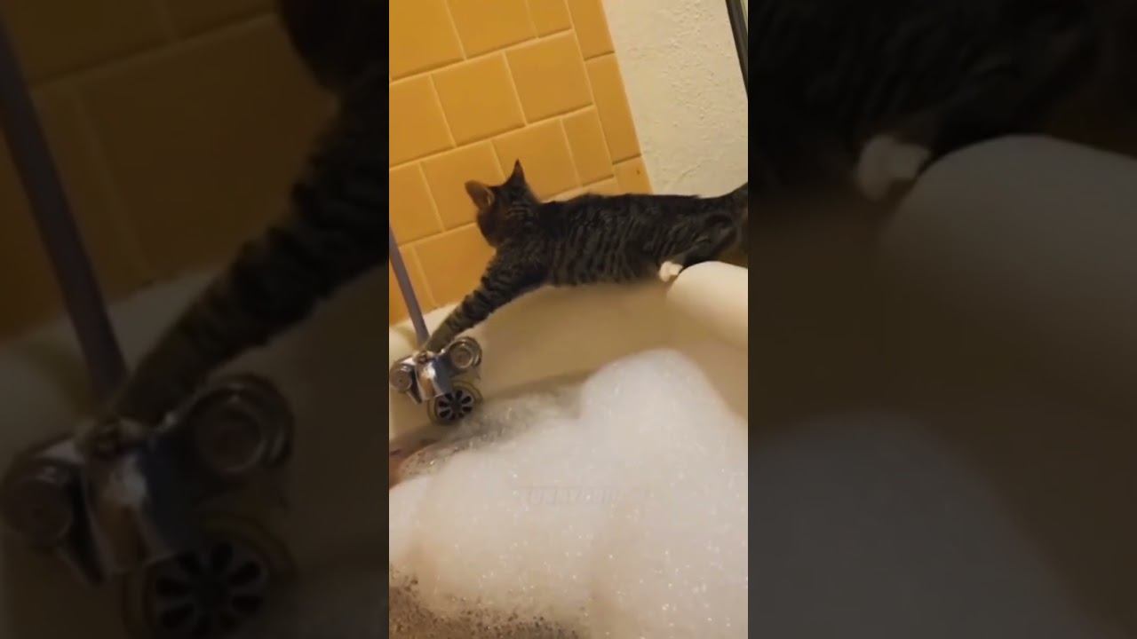 Funny Pets !!!  #funny #pets #shorts