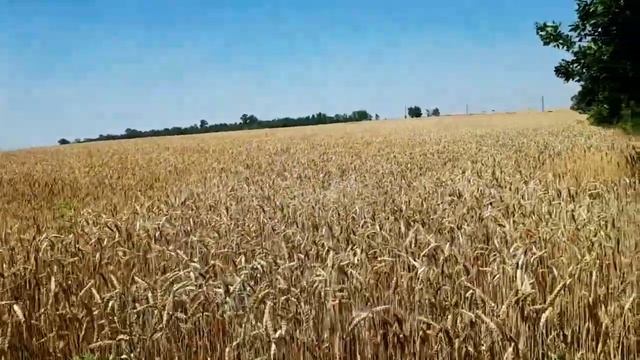 САМВЕЛ АДАМЯН, ОБЗОР ОТ СК, ХУДШИЙ ДОХОД С ЮТУБА САМВЕЛА АДАМЯНА..