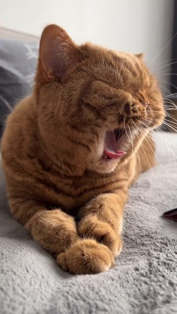 Наш TG Https://t.me/liveofcats
