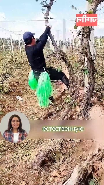 Как спасти зимой виноград? #сельхозтехника #трактор