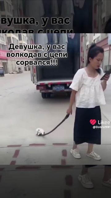 Собака сорвалась с поводка🤣#юмор #смешно #смешное #смешныеживотные #смешноевидео #смех