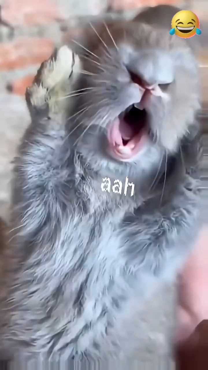 Волшебные Кролики С Планеты Земля😂👈
