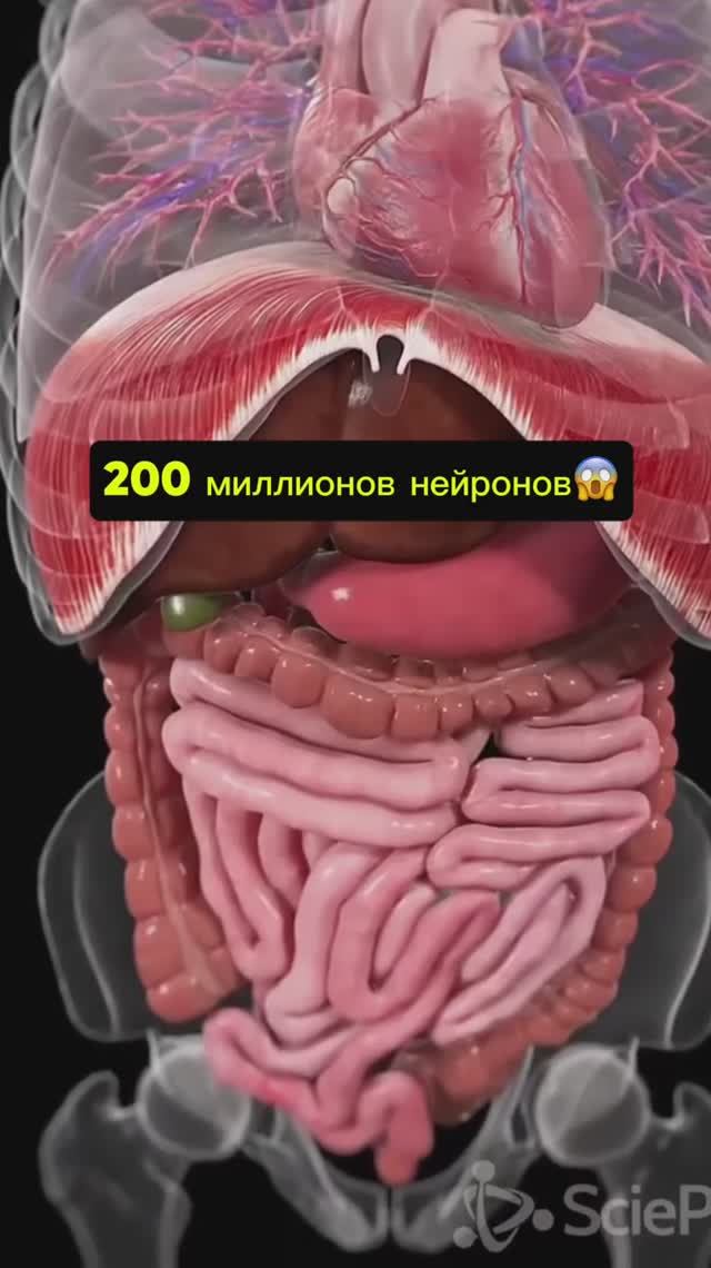Кишечник = второй мозг