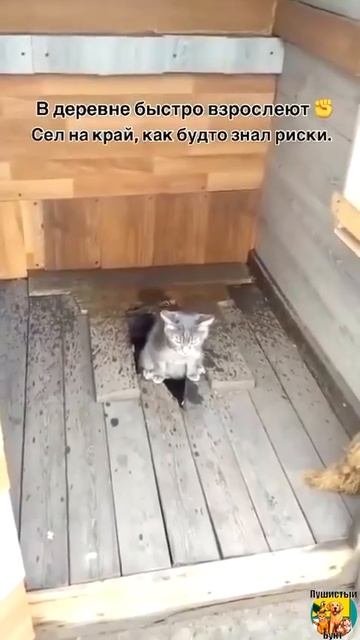 Клип @meowtaverse