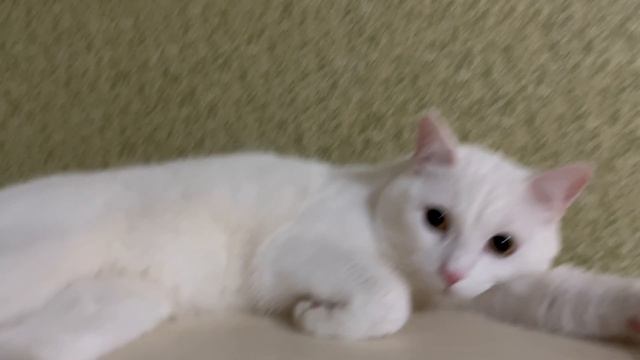 Опять кот