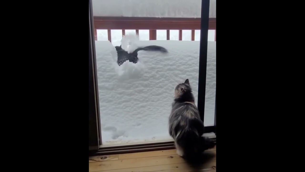 Funny Cats !!!  #funny #cat #cats #shorts