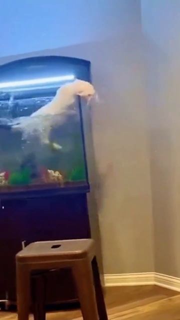Смешные котики)  #смешныекотики #юмор #смешныеживотные