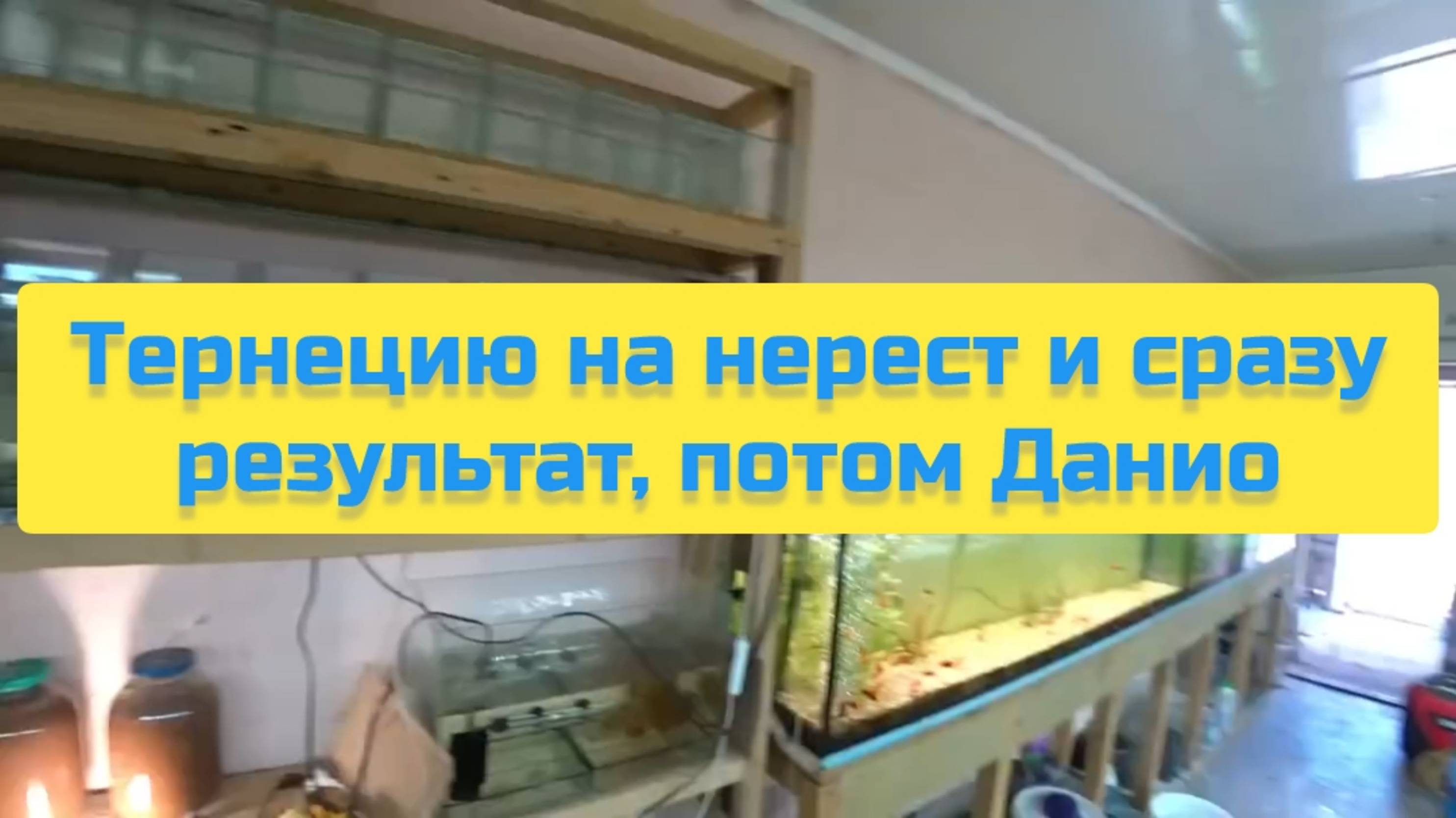 ТЕРНЕЦИЮ НА НЕРЕСТ И СРАЗУ РЕЗУЛЬТАТ, ПОТОМ ДАНИО