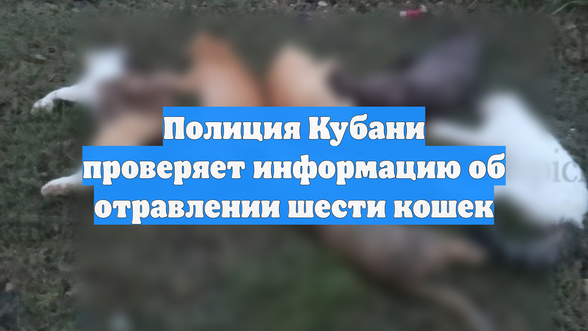 Полиция Кубани проверяет информацию об отравлении шести кошек