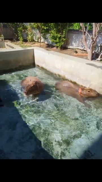 Милые капибары принимают водные процедуры 🦫❤️👍👌🌿