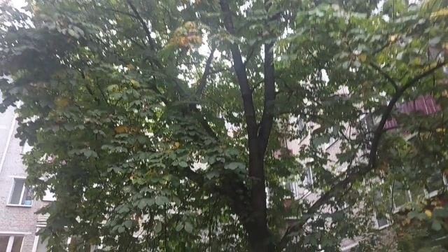 Осень а скоро зима