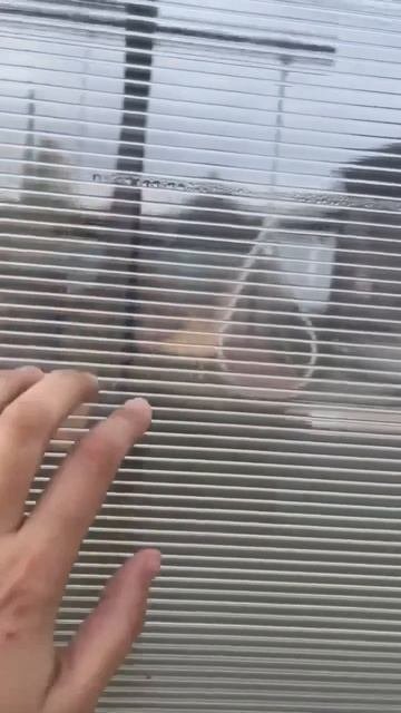 Очень странное конечно заявление. У нас теплица из поликарбоната уже 9 лет служит.