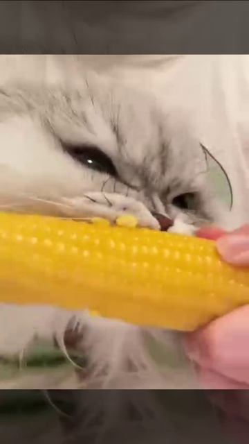 2_5474216542109465232.MP4