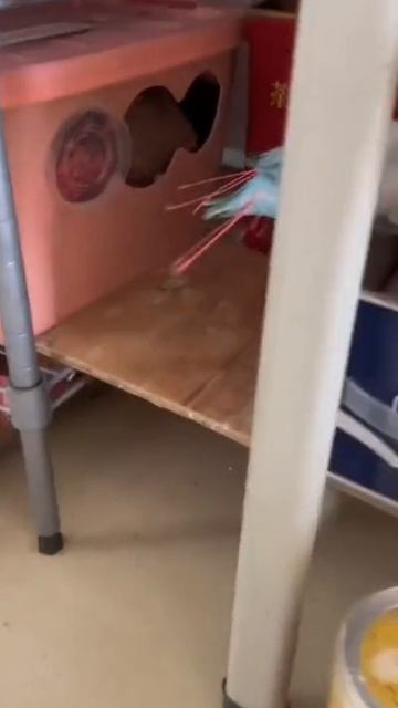 VID_20251011_080452_736.mp4