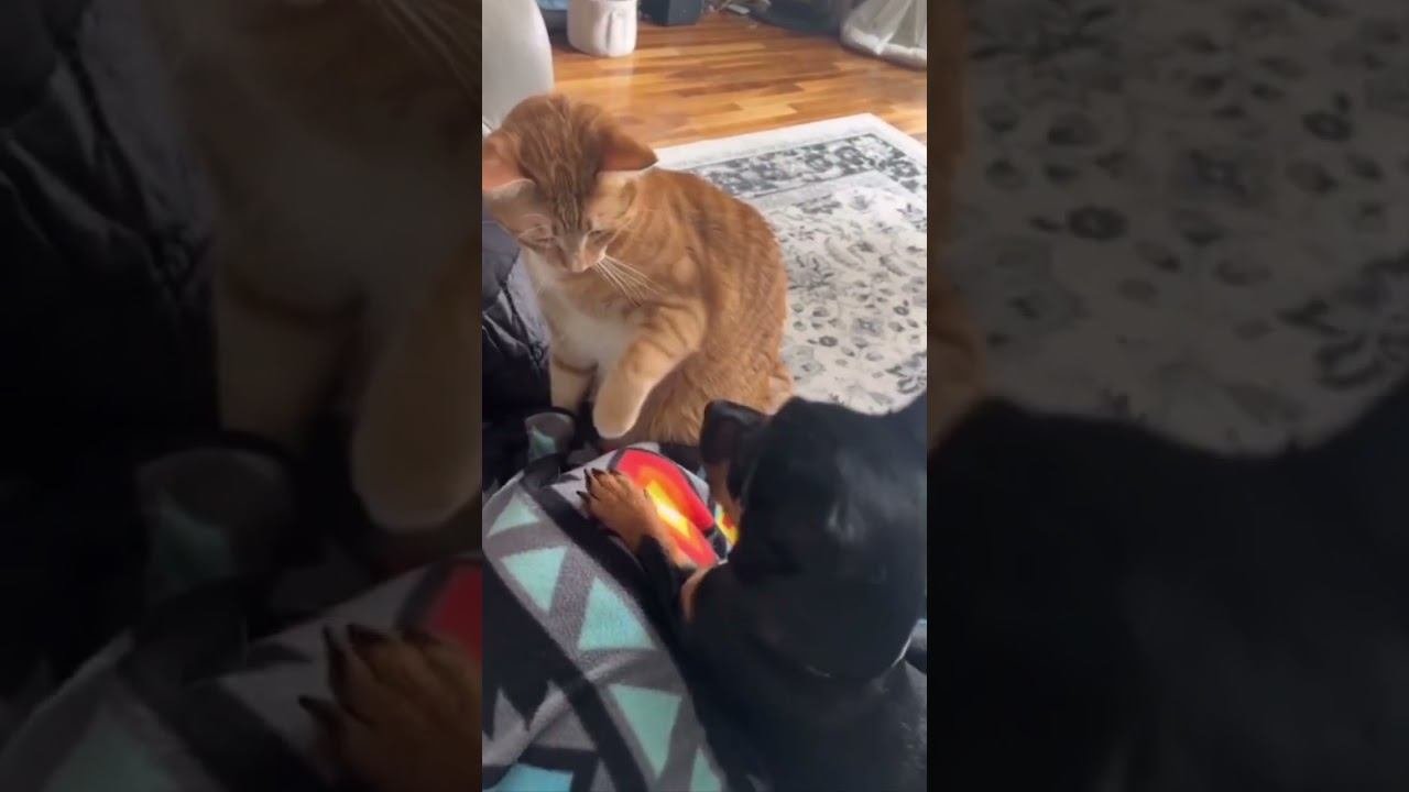Funny pets !!!  funny pets shorts