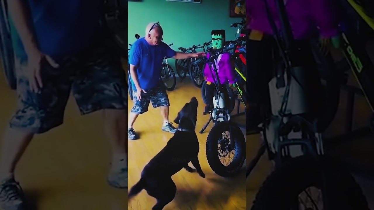 Funny Pets !!!  #funny #pets #shorts