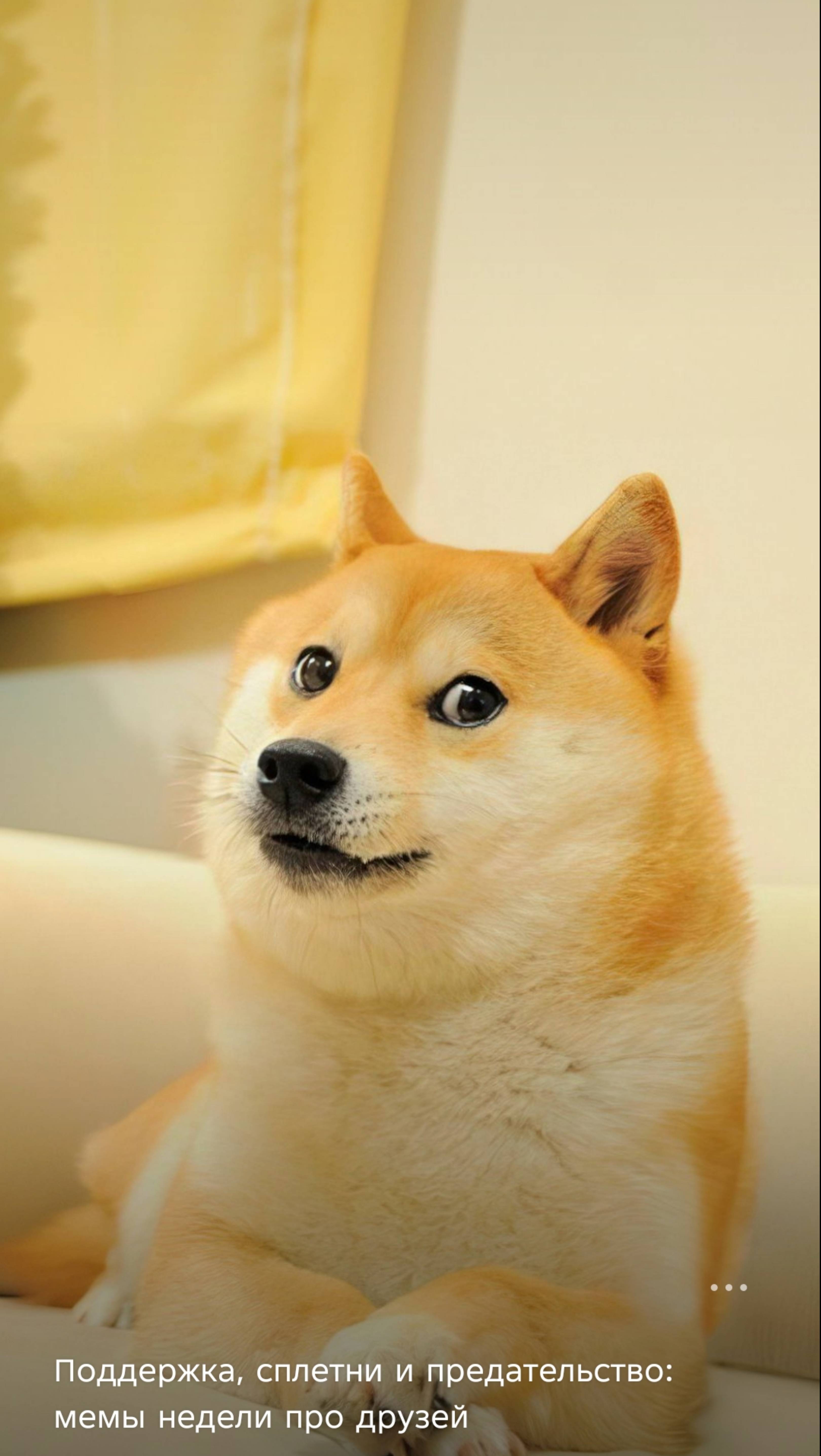 Это же корги