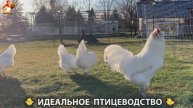 Идеальное птицеводство достойно восхищения 🐓🦆🦢🦚🦃🐔 эпизод (366)