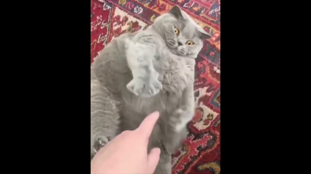 Funny Pets !!!  #funny #pets #shorts