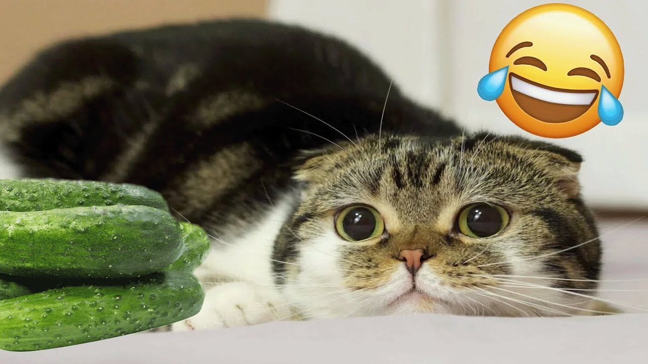 New Funny Cats Video | You Laugh - You Loss ! |  Funniest Cats Video 2025