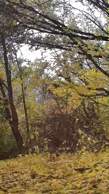 ФАЗАНЫ В ЛОВУШКЕ