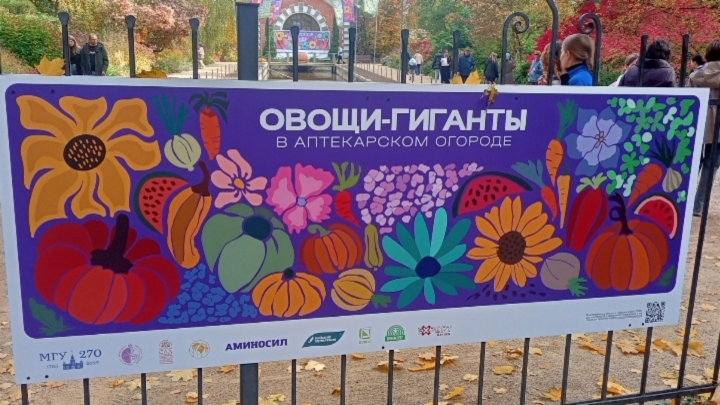 Овощи-гиганты в Аптекарском огороде