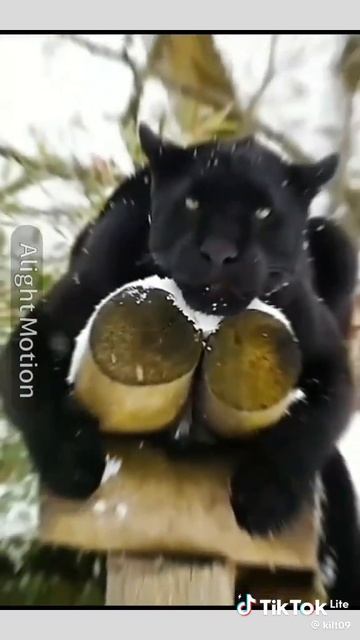 звери