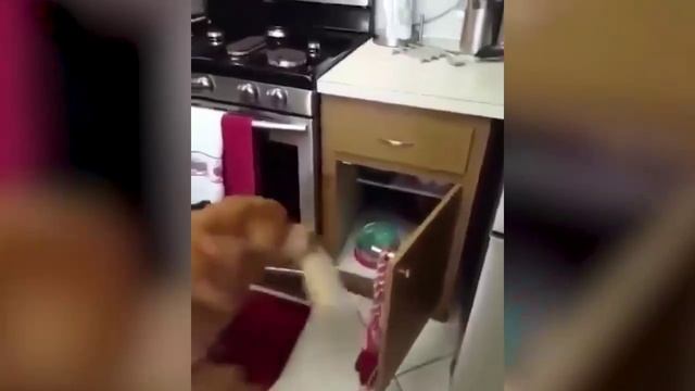 ПРИКОЛЫ С ЖИВОТНЫМИ ДО СЛЕЗ