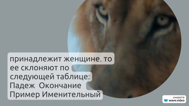 Фамилия Асланов: история, происхождение и значение, все, что нужно знать о склонении